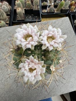 Gymnocalycium saglionis
